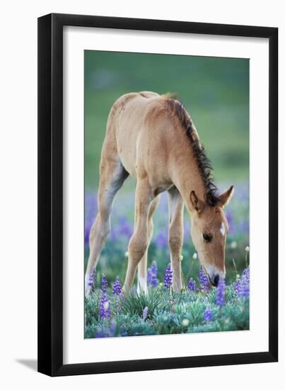 Mustang Wild Horse Colt Checking Out Wildflowers-null-Framed Photographic Print