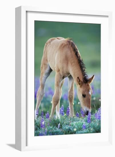 Mustang Wild Horse Colt Checking Out Wildflowers-null-Framed Photographic Print