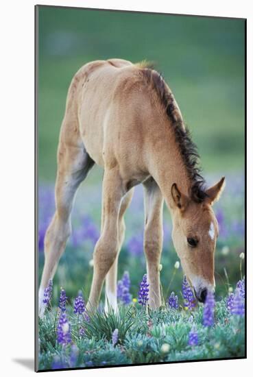 Mustang Wild Horse Colt Checking Out Wildflowers-null-Mounted Photographic Print