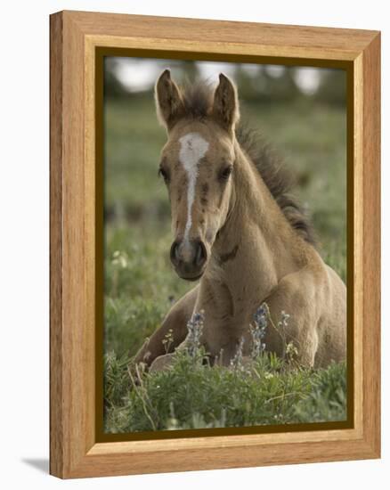 Mustang / Wild Horse Colt Foal Resting Portrait, Montana, USA Pryor Mountains Hma-Carol Walker-Framed Premier Image Canvas