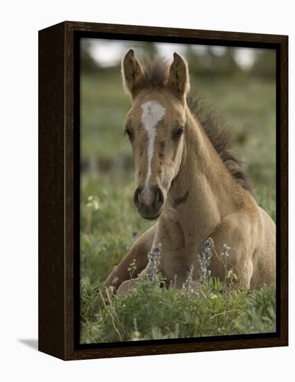 Mustang / Wild Horse Colt Foal Resting Portrait, Montana, USA Pryor Mountains Hma-Carol Walker-Framed Premier Image Canvas