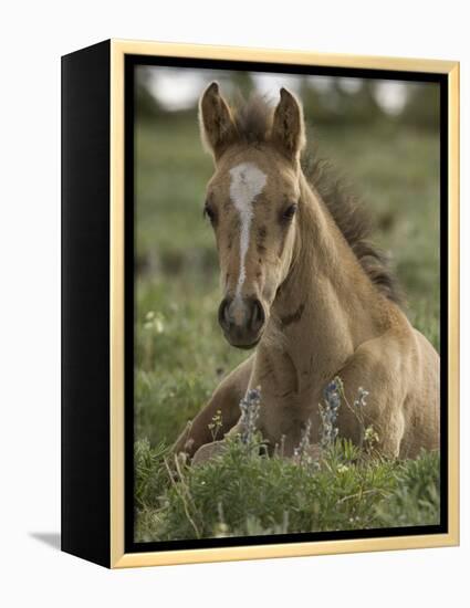 Mustang / Wild Horse Colt Foal Resting Portrait, Montana, USA Pryor Mountains Hma-Carol Walker-Framed Premier Image Canvas