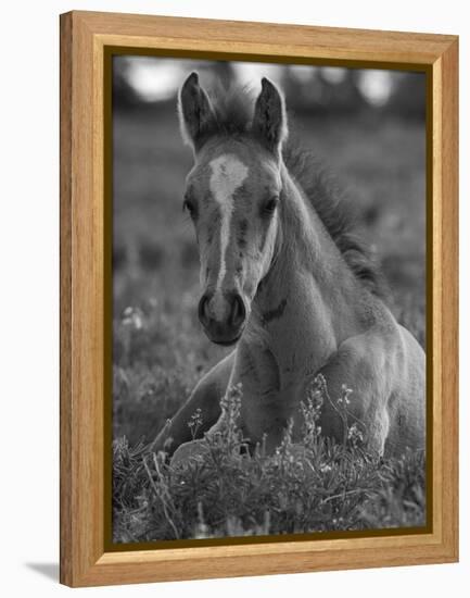 Mustang / Wild Horse Colt Foal Resting Portrait, Montana, USA Pryor Mountains Hma-Carol Walker-Framed Premier Image Canvas