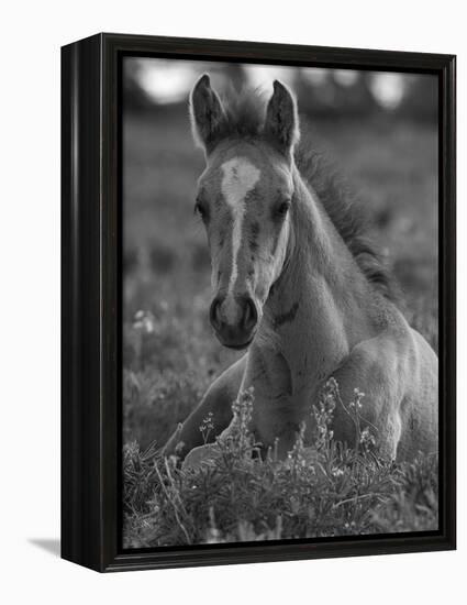 Mustang / Wild Horse Colt Foal Resting Portrait, Montana, USA Pryor Mountains Hma-Carol Walker-Framed Premier Image Canvas