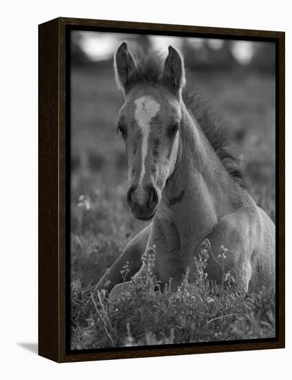 Mustang / Wild Horse Colt Foal Resting Portrait, Montana, USA Pryor Mountains Hma-Carol Walker-Framed Premier Image Canvas