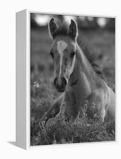 Mustang / Wild Horse Colt Foal Resting Portrait, Montana, USA Pryor Mountains Hma-Carol Walker-Framed Premier Image Canvas