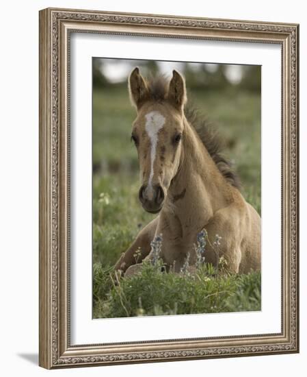 Mustang / Wild Horse Colt Foal Resting Portrait, Montana, USA Pryor Mountains Hma-Carol Walker-Framed Photographic Print