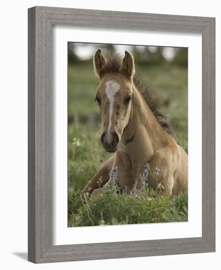 Mustang / Wild Horse Colt Foal Resting Portrait, Montana, USA Pryor Mountains Hma-Carol Walker-Framed Photographic Print