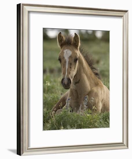 Mustang / Wild Horse Colt Foal Resting Portrait, Montana, USA Pryor Mountains Hma-Carol Walker-Framed Photographic Print