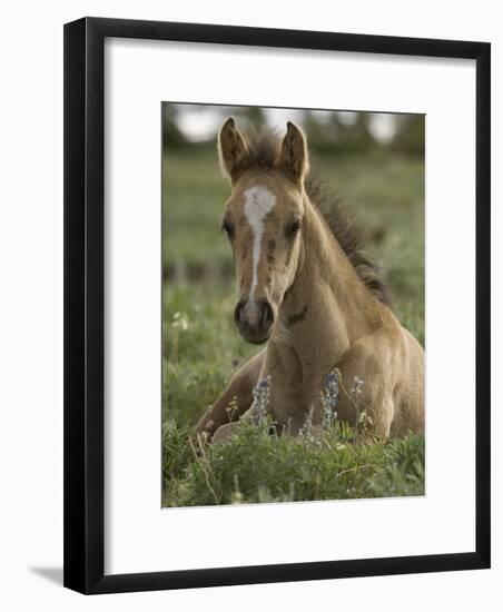 Mustang / Wild Horse Colt Foal Resting Portrait, Montana, USA Pryor Mountains Hma-Carol Walker-Framed Photographic Print