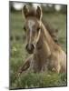 Mustang / Wild Horse Colt Foal Resting Portrait, Montana, USA Pryor Mountains Hma-Carol Walker-Mounted Photographic Print