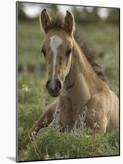 Mustang / Wild Horse Colt Foal Resting Portrait, Montana, USA Pryor Mountains Hma-Carol Walker-Mounted Photographic Print