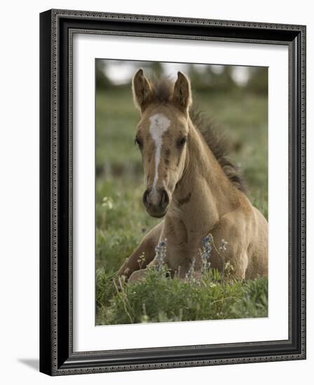 Mustang / Wild Horse Colt Foal Resting Portrait, Montana, USA Pryor Mountains Hma-Carol Walker-Framed Photographic Print