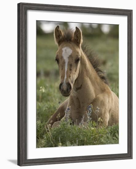 Mustang / Wild Horse Colt Foal Resting Portrait, Montana, USA Pryor Mountains Hma-Carol Walker-Framed Photographic Print