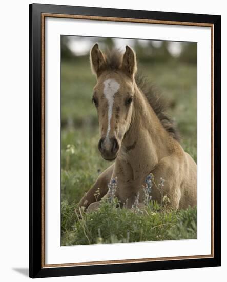 Mustang / Wild Horse Colt Foal Resting Portrait, Montana, USA Pryor Mountains Hma-Carol Walker-Framed Photographic Print