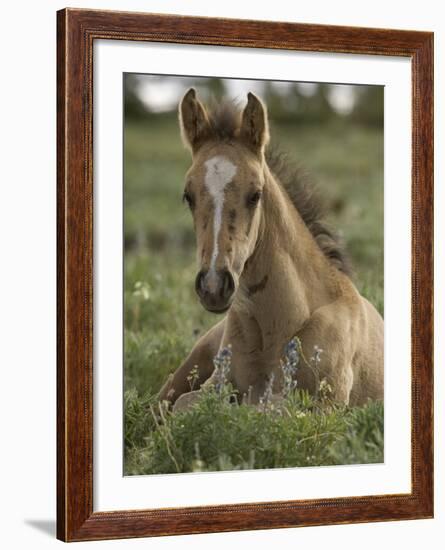 Mustang / Wild Horse Colt Foal Resting Portrait, Montana, USA Pryor Mountains Hma-Carol Walker-Framed Photographic Print