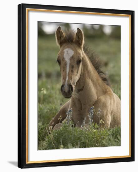 Mustang / Wild Horse Colt Foal Resting Portrait, Montana, USA Pryor Mountains Hma-Carol Walker-Framed Photographic Print