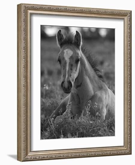 Mustang / Wild Horse Colt Foal Resting Portrait, Montana, USA Pryor Mountains Hma-Carol Walker-Framed Photographic Print