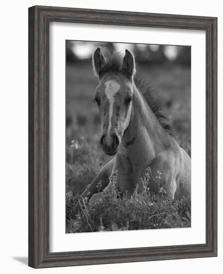 Mustang / Wild Horse Colt Foal Resting Portrait, Montana, USA Pryor Mountains Hma-Carol Walker-Framed Photographic Print