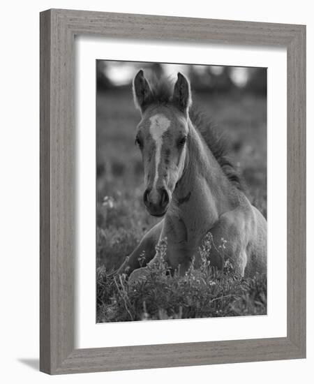 Mustang / Wild Horse Colt Foal Resting Portrait, Montana, USA Pryor Mountains Hma-Carol Walker-Framed Photographic Print