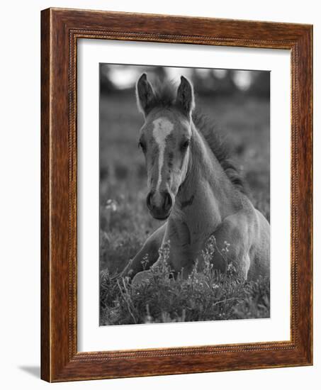 Mustang / Wild Horse Colt Foal Resting Portrait, Montana, USA Pryor Mountains Hma-Carol Walker-Framed Photographic Print