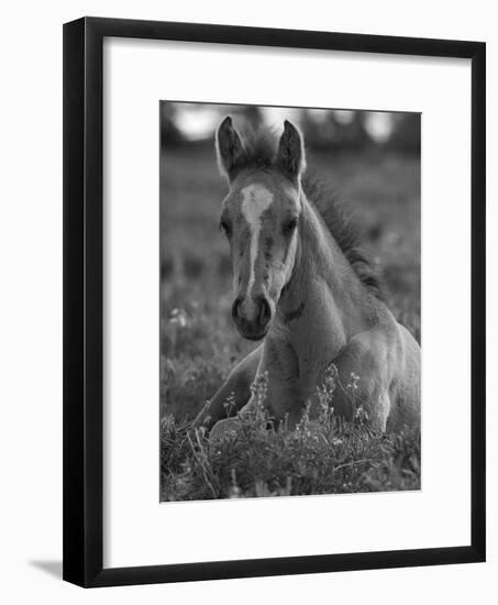 Mustang / Wild Horse Colt Foal Resting Portrait, Montana, USA Pryor Mountains Hma-Carol Walker-Framed Photographic Print