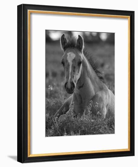 Mustang / Wild Horse Colt Foal Resting Portrait, Montana, USA Pryor Mountains Hma-Carol Walker-Framed Photographic Print