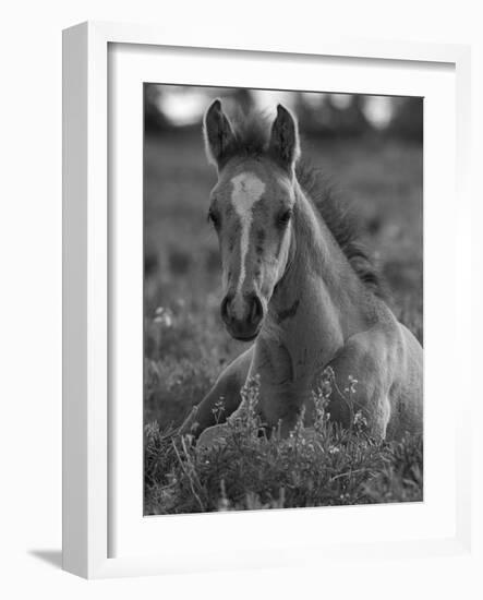 Mustang / Wild Horse Colt Foal Resting Portrait, Montana, USA Pryor Mountains Hma-Carol Walker-Framed Photographic Print