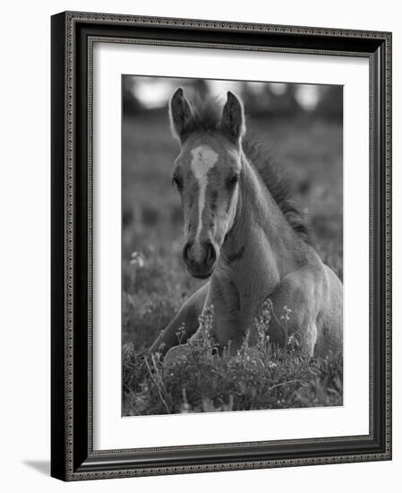 Mustang / Wild Horse Colt Foal Resting Portrait, Montana, USA Pryor Mountains Hma-Carol Walker-Framed Photographic Print