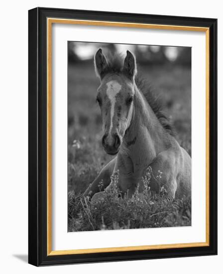 Mustang / Wild Horse Colt Foal Resting Portrait, Montana, USA Pryor Mountains Hma-Carol Walker-Framed Photographic Print