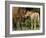 Mustang / Wild Horse Filly Nosing Stallion, Montana, USA Pryor Mountains Hma-Carol Walker-Framed Photographic Print