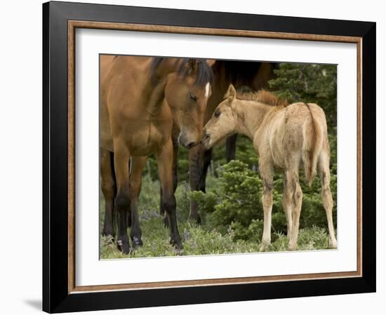 Mustang / Wild Horse Filly Nosing Stallion, Montana, USA Pryor Mountains Hma-Carol Walker-Framed Photographic Print