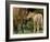 Mustang / Wild Horse Filly Nosing Stallion, Montana, USA Pryor Mountains Hma-Carol Walker-Framed Photographic Print