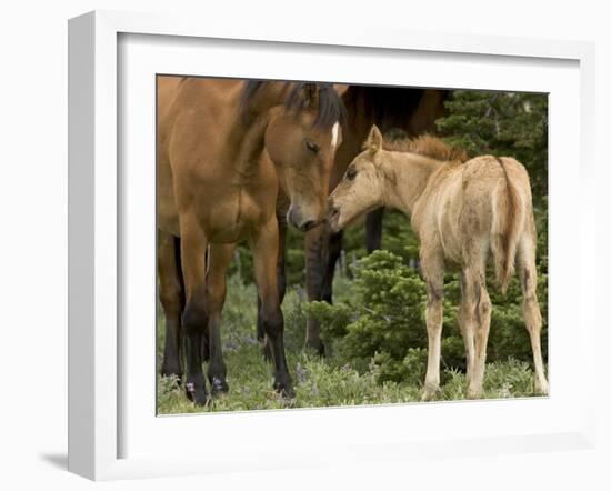 Mustang / Wild Horse Filly Nosing Stallion, Montana, USA Pryor Mountains Hma-Carol Walker-Framed Photographic Print