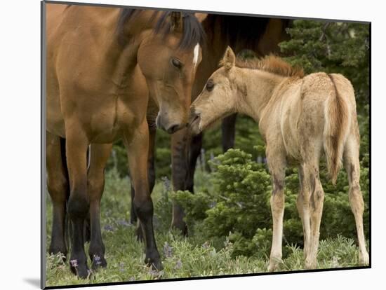 Mustang / Wild Horse Filly Nosing Stallion, Montana, USA Pryor Mountains Hma-Carol Walker-Mounted Photographic Print