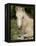 Mustang / Wild Horse Filly Portrait, Montana, USA Pryor Mountains Hma-Carol Walker-Framed Premier Image Canvas