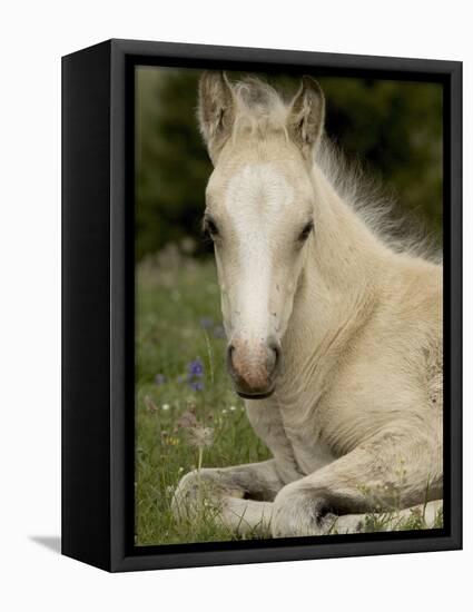 Mustang / Wild Horse Filly Portrait, Montana, USA Pryor Mountains Hma-Carol Walker-Framed Premier Image Canvas