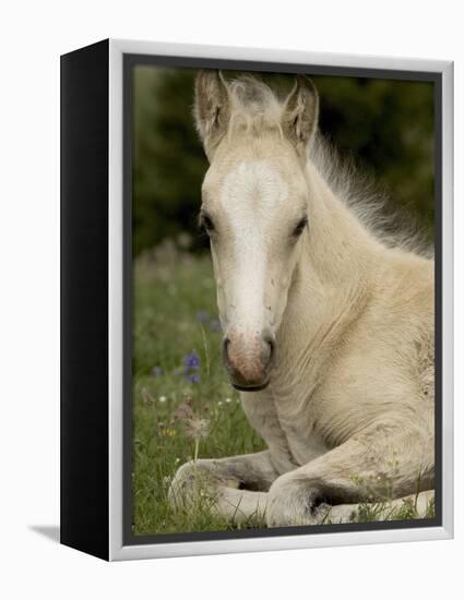 Mustang / Wild Horse Filly Portrait, Montana, USA Pryor Mountains Hma-Carol Walker-Framed Premier Image Canvas