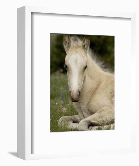 Mustang / Wild Horse Filly Portrait, Montana, USA Pryor Mountains Hma-Carol Walker-Framed Premium Photographic Print