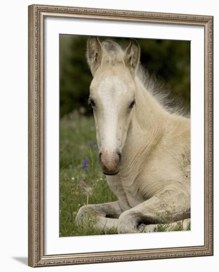 Mustang / Wild Horse Filly Portrait, Montana, USA Pryor Mountains Hma-Carol Walker-Framed Photographic Print