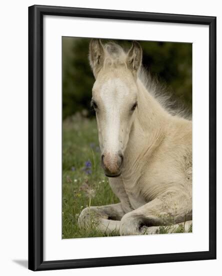 Mustang / Wild Horse Filly Portrait, Montana, USA Pryor Mountains Hma-Carol Walker-Framed Photographic Print
