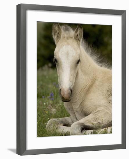 Mustang / Wild Horse Filly Portrait, Montana, USA Pryor Mountains Hma-Carol Walker-Framed Photographic Print