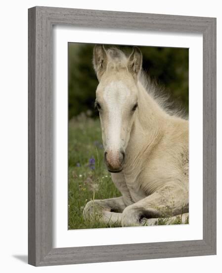 Mustang / Wild Horse Filly Portrait, Montana, USA Pryor Mountains Hma-Carol Walker-Framed Photographic Print