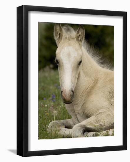 Mustang / Wild Horse Filly Portrait, Montana, USA Pryor Mountains Hma-Carol Walker-Framed Photographic Print