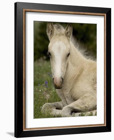 Mustang / Wild Horse Filly Portrait, Montana, USA Pryor Mountains Hma-Carol Walker-Framed Photographic Print