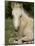 Mustang / Wild Horse Filly Portrait, Montana, USA Pryor Mountains Hma-Carol Walker-Mounted Photographic Print