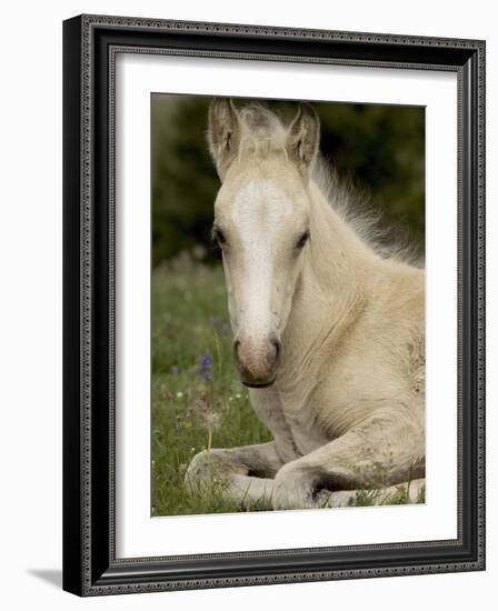 Mustang / Wild Horse Filly Portrait, Montana, USA Pryor Mountains Hma-Carol Walker-Framed Photographic Print