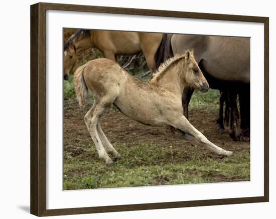 Mustang / Wild Horse Filly Stretching, Montana, USA Pryor Mountains Hma-Carol Walker-Framed Photographic Print