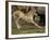 Mustang / Wild Horse Filly Stretching, Montana, USA Pryor Mountains Hma-Carol Walker-Framed Photographic Print