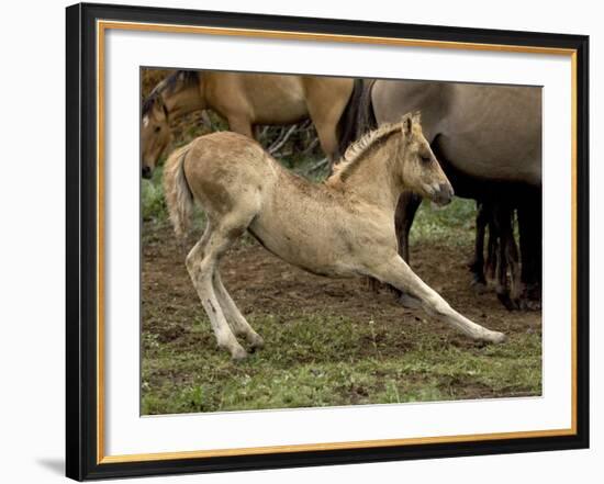 Mustang / Wild Horse Filly Stretching, Montana, USA Pryor Mountains Hma-Carol Walker-Framed Photographic Print